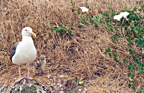 field bird gull plant morning glory