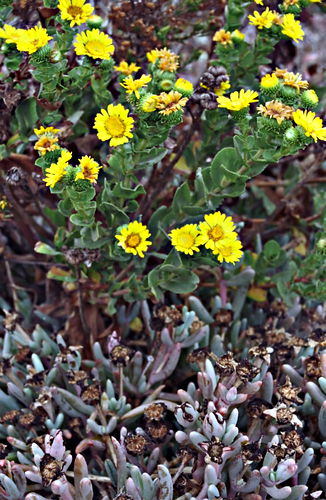  flower plant succulent ice plant plant grindelia camporum (gumplant)
