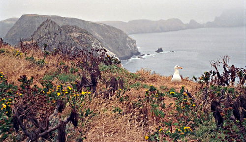 sea rock field dry bird gull plant coreopsis plant grindelia camporum (gumplant)