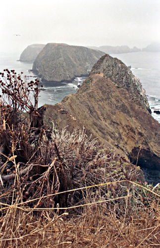 sea rock field dry plant coreopsis