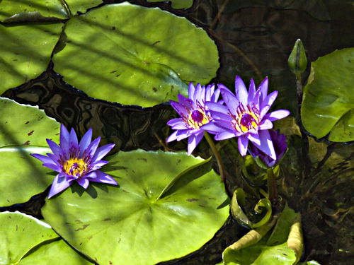 artifact flower leaf plant waterplant