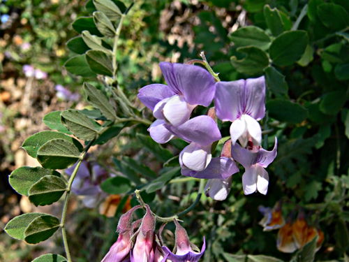  flower plant canyon pea