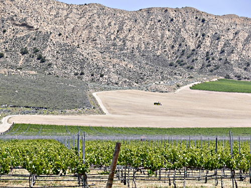 agriculture orchard desert mountain plant grapevine