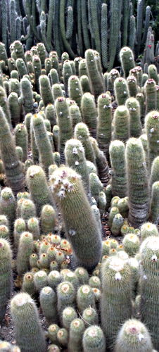 garden plant cactus