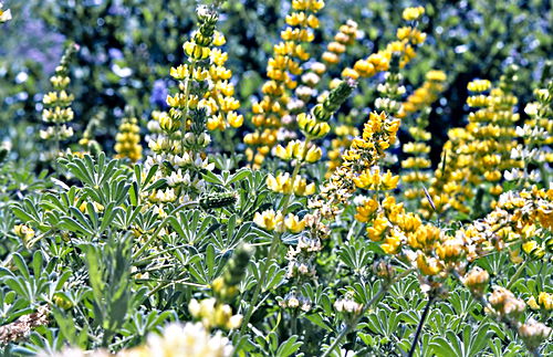 garden flower plant lupine