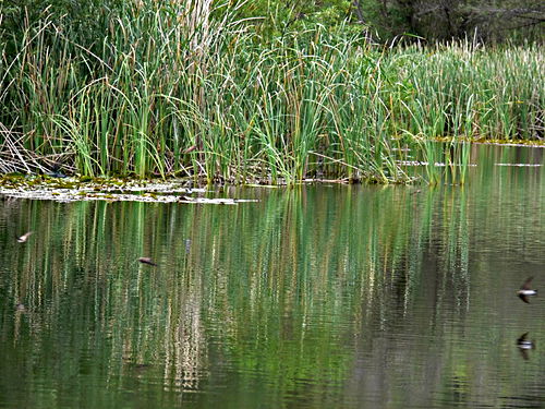 lake bird swallow plant grass