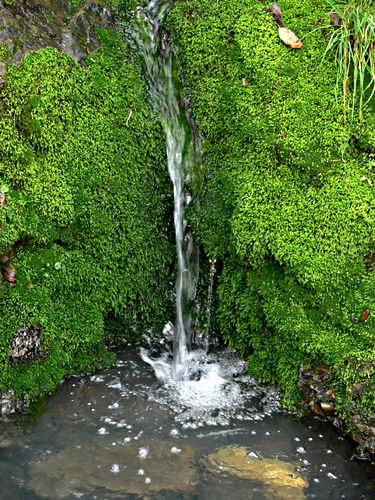 waterfall plant moss