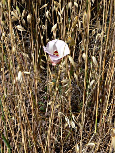 desert flower plant mariposa lily