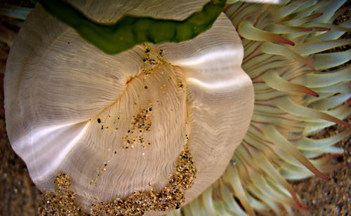 sea animal sea anemone