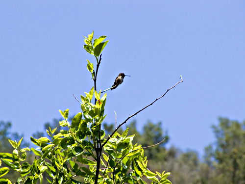  bird hummingbird