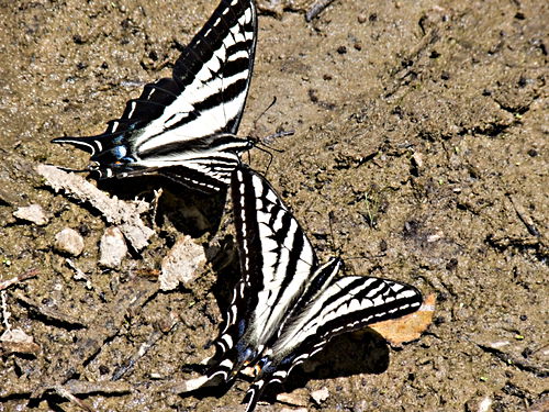  insect butterfly swallowtail