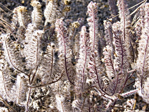  dry plant phacelia caterpillar phacelia