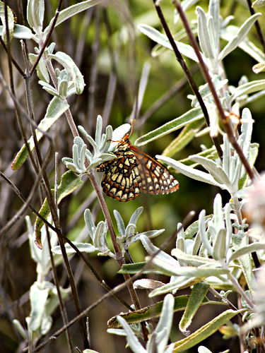  leaf plant sage insect butterfly chalcedon checkerspot