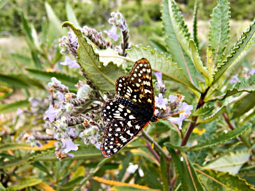  insect butterfly chalcedon checkerspot