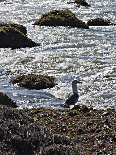 silhouette sea rock bird gull