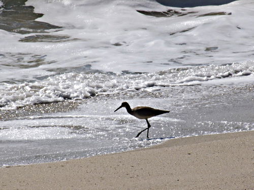 silhouette sea bird waterbird