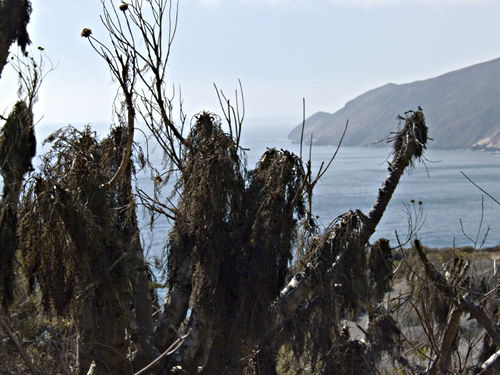 silhouette sea dry plant coreopsis