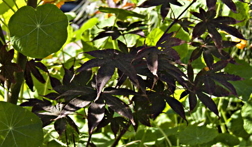 garden leaf plant maple plant nasturtium