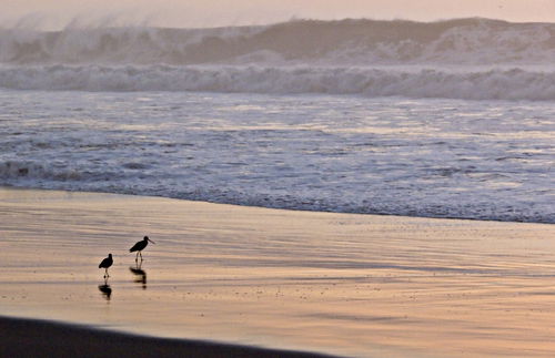 sea sunset bird waterbird