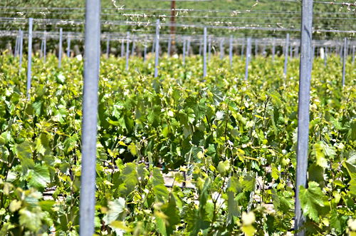 orchard plant grapevine