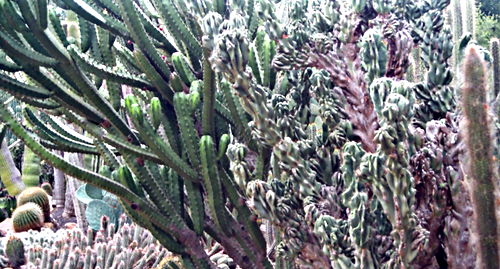 garden plant cactus