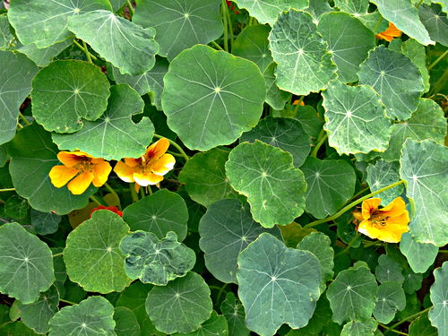  flower leaf plant nasturtium