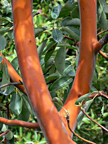  bark plant manzanita