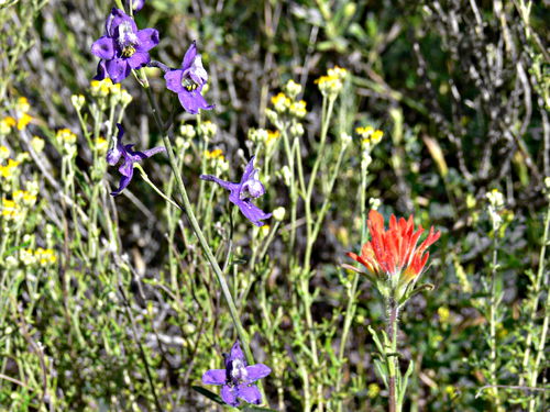 desert flower plant larkspur plant paintbrush