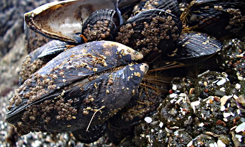  animal mussel