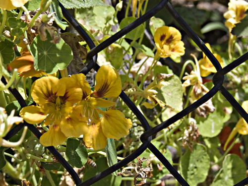 artifact garden flower plant nasturtium