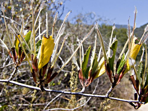  leaf plant mountain mahogany