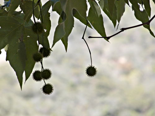  leaf seed pod plant sycamore