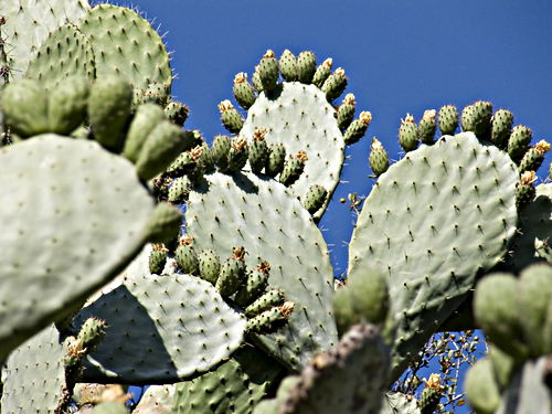 plant cactus