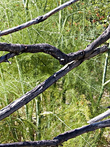 artifact garden plant fennel