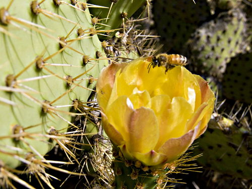 flower plant cactus insect bee