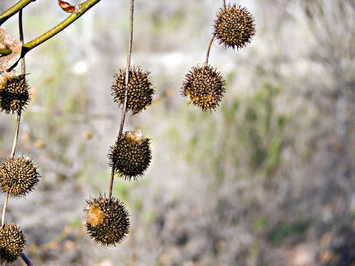  seed pod plant sycamore