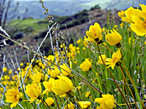 mountain field flower plant coreopsis