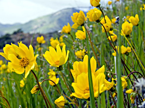 mountain field flower plant coreopsis