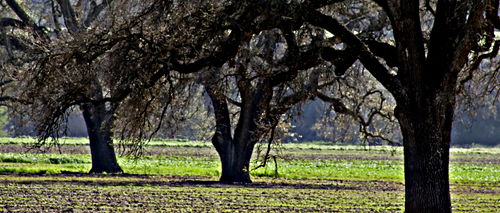 silhouette field agriculture branches