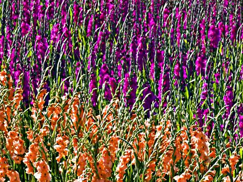 agriculture field flower plant gladiolus