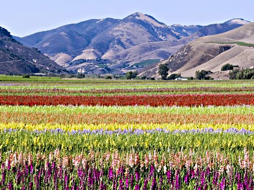 agriculture field mountain flower plant gladiolus