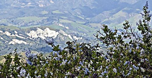 mountain flower plant ceanothus