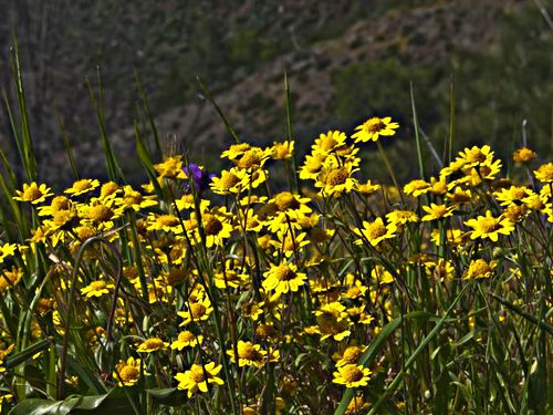 field flower plant lasthenia (goldfields)