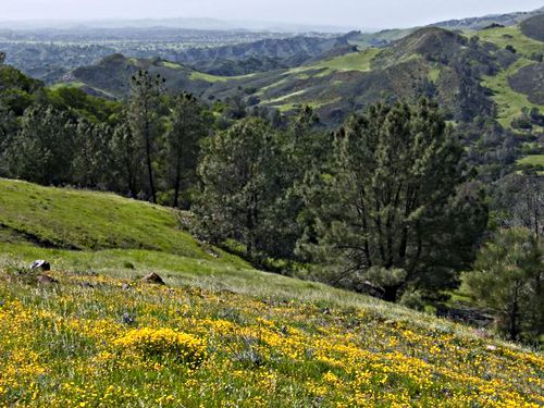 mountain field flower plant lasthenia (goldfields)