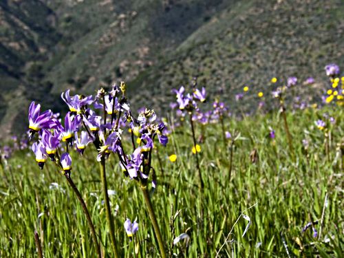 field mountain flower plant grass plant shooting star