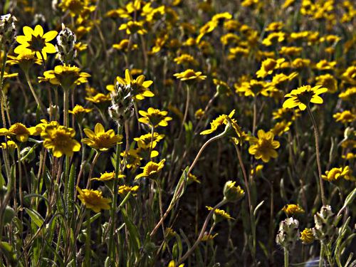 field flower plant grass plant lasthenia (goldfields)