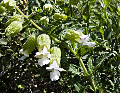  flower plant sage pitcher sage (woodbalm)