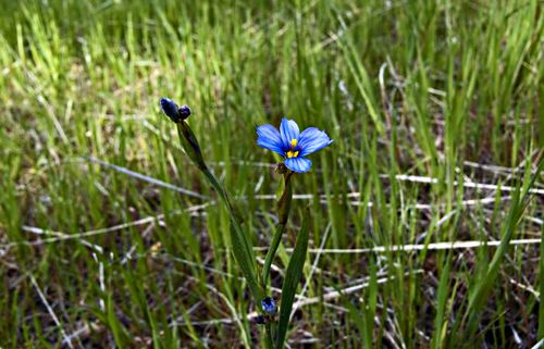field flower plant grass plant sisyrinchium (blue-eyed grass)