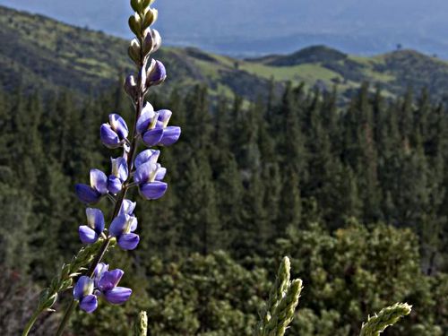 field mountain flower plant lupine