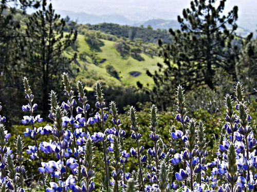 field mountain flower plant pine plant lupine